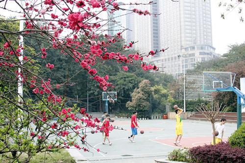 梅花篮球.jpg 梅花篮球.jpg