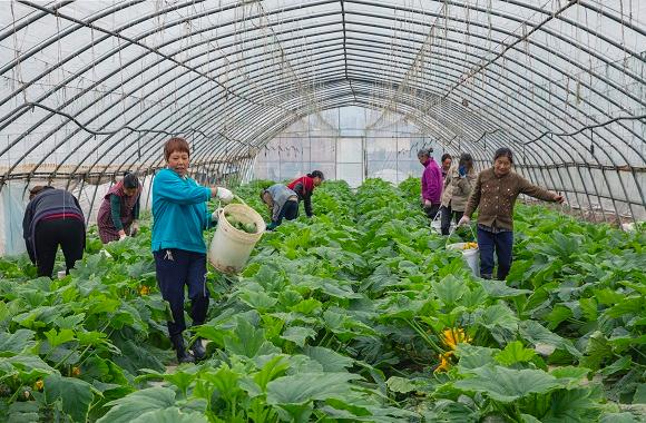 收获喜悦（优秀奖）  张家超.jpg