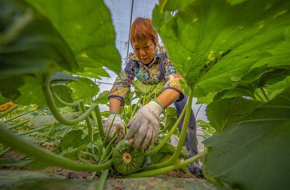 收获喜悦（优秀奖）  张家超.jpg